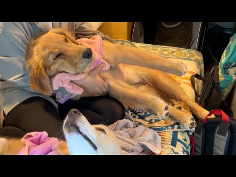 遊び疲れて泥のように眠る大型犬の子犬...笑【Insta360 GO 3】#ゴールデンレトリバー