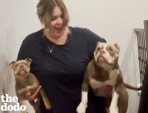 This Woman Swears She Won't Adopt Her Blind Foster Puppy | The Dodo