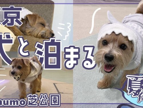 【inumo芝公園】愛犬と泊まれる最高のホテル！inumo芝公園が最高すぎました【ノーフォークテリア】