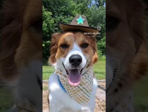 Instagram: Gilbert_von_woof                 Cute puppy dresses as cowboy to bring country back