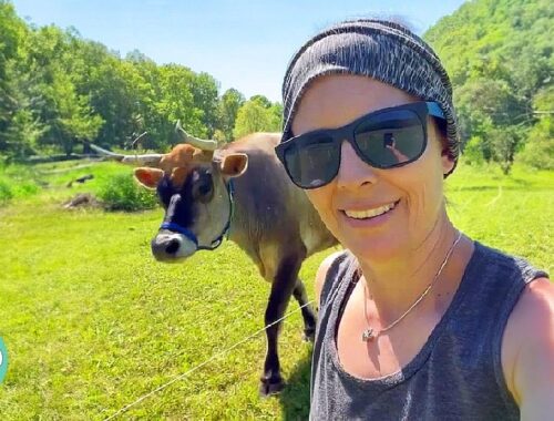 Woman Was Afraid Of This Cow. Now He's Her Grass Puppy | Cuddle Buddies