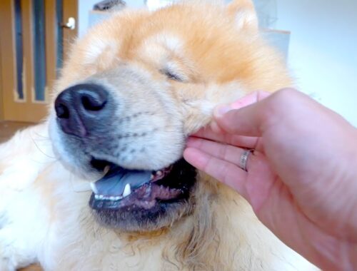 顔面の毛までゴッソリ抜ける換毛期のチャウチャウ犬