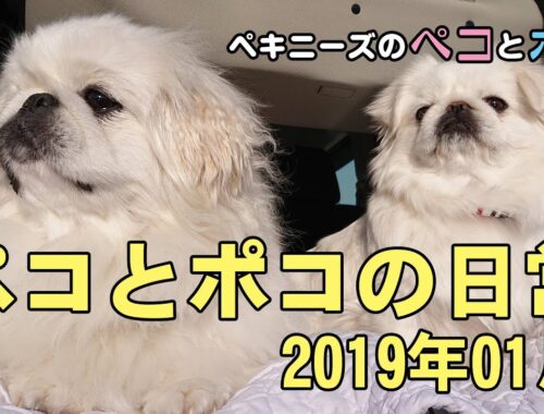ペキニーズ（犬）ペコ 2歳・ポコ 1歳★ペコとポコの日常 2019年01月