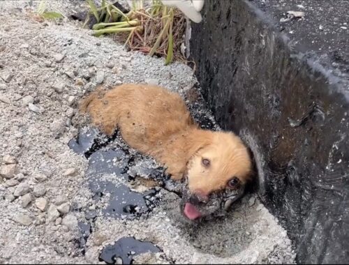 Rescue Puppy Stuck on Asphalt, His Whole Body Stiffened in The Hot Sun