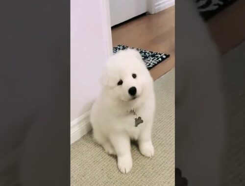Cute Yeye's Adorable Moments #Samoyed #SillyPuppy