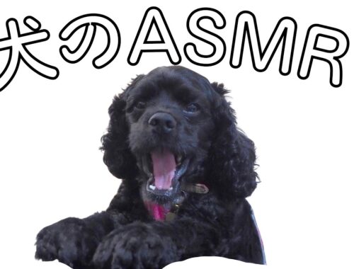 【犬のASMR】犬の方が良い音！？