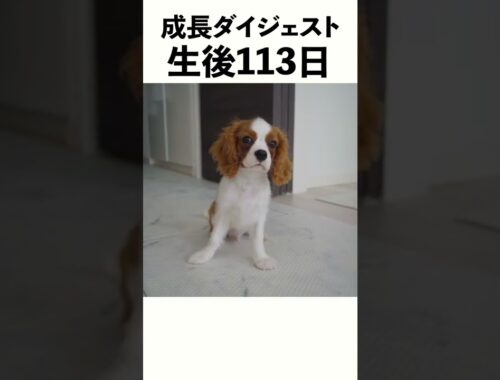 【ハーフバースデイ記念】キャバリア子犬の成長ダイジェスト ショートver
