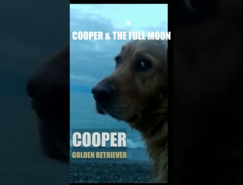 Golden Retriever Cooper & full moon on dusk beach #dog #goldenretriever #doglover #music 🐕 💘