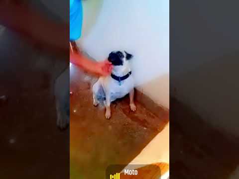Misti attack my brother #viral #shortvideo #trending #pug #doglover #dog
