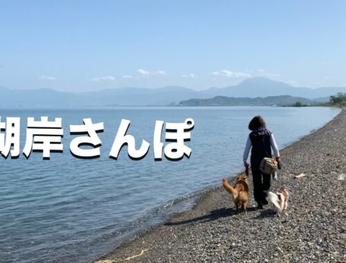 今朝の散歩は琵琶湖の波打ち際でチャプチャプしました♪ コーイケルホンディエのテラとノバスコシアダックトーリングレトリバーのピコとの暮らし