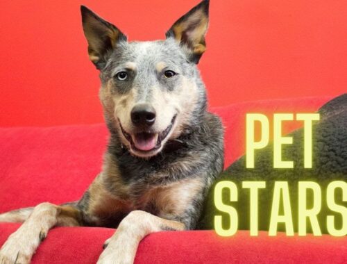 Amazing Dogs: Netflix Pet Stars Kronos the Australian Cattle Dog and Terra the Australian Shepherd