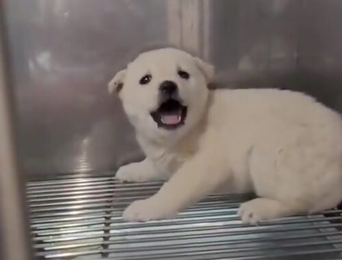 Scared Puppy Crying Continuously for 4 Days In The Vet & Miraculous Change After Being Cuddled