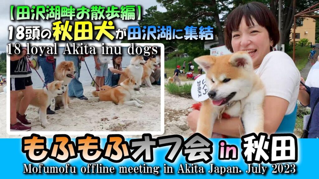 秋田犬 もふもふオフ会in秋田【田沢湖畔お散歩編】 Akita inu fullfy off meeting in Akita Japan. July 2023,Part2 秋田犬 もふもふオフ会in秋田【田沢湖畔お散歩編】 Akita inu fullfy off meeting in Akita Japan. July 2023,Part2