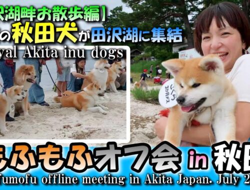 秋田犬 もふもふオフ会in秋田【田沢湖畔お散歩編】 Akita inu fullfy off meeting in Akita Japan. July 2023,Part2