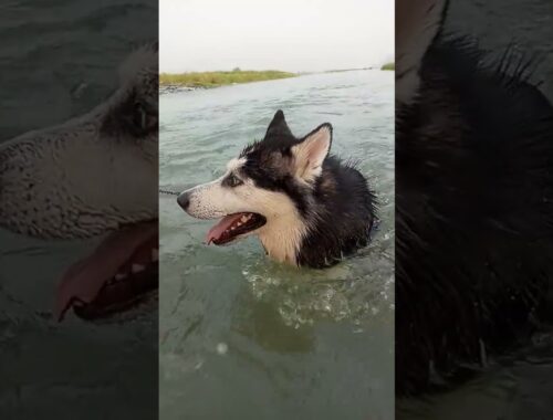 husky in river #huskylovers #riverview #eyes #multi #huskydog #dog #blackdogs