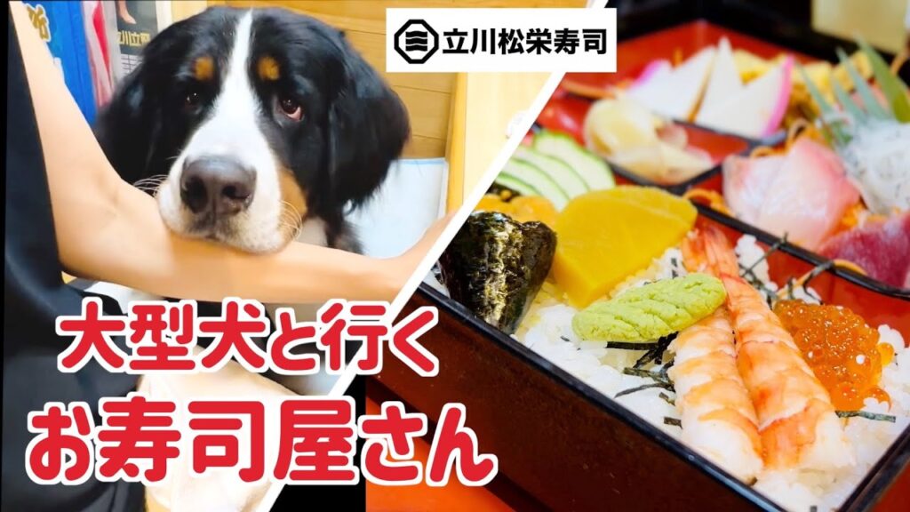 「お寿司屋さん」にバーニーズマウンテンドッグと行ってきました 「お寿司屋さん」にバーニーズマウンテンドッグと行ってきました