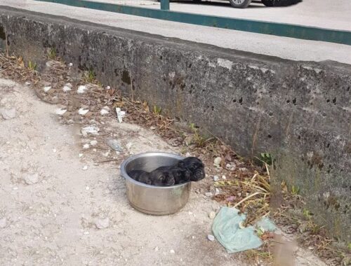 Three newborn puppies was abandoned in a pot for end    Heartbreaking journey!