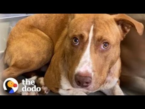Terrified Pittie Found In The Woods Turns Into A Puppy In His Forever Home | The Dodo