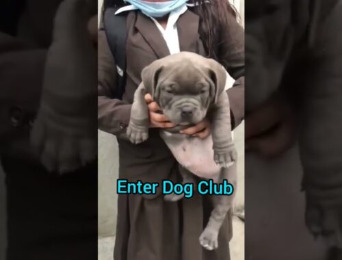 Enter Dog Club#shorts #ytshorts #trendingshorts #dog #manojdey #thepetvision #sauravjoshivlogs