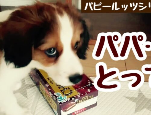 【回想】子犬のノーズワークチャレンジ【コーイケルホンディエ】