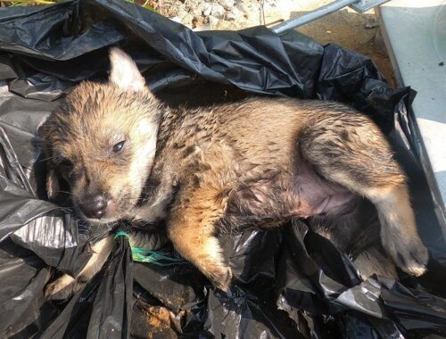 rescue Puppy locked in a bag, abandoned on a footbridge, no longer able to call for help