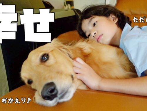 【大型犬1歳のいる生活#17】新学期 姉の帰宅が嬉しすぎる愛犬の1日