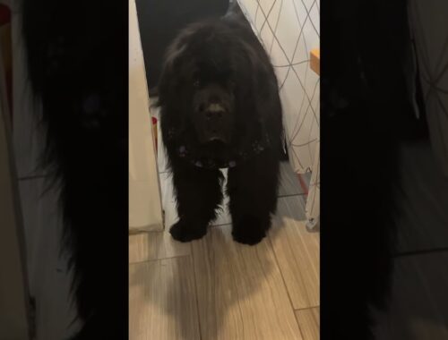 Newfoundland dog Phantom Blue tries to sneak into mommy’s kitchen