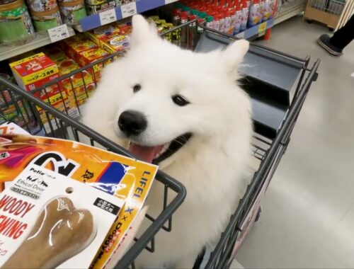 サモエド犬とショッピングで爆買い!!反応全てが可愛すぎました…！