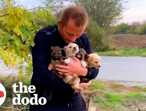 Guy Sees Puppies Dumped On Busy Highway | The Dodo
