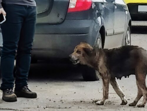 Desperate mother dog cried loudly while looking for puppies with a depleted body