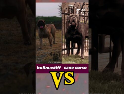 Bullmastiff vs Cane Corso - Which is Better for You?