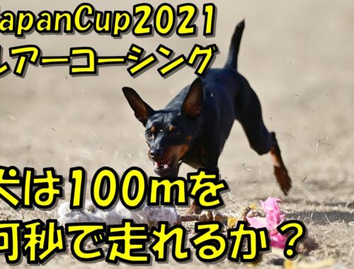 ルアーコーシング　ミニチュアピンシャー（ミニピン Miniature Pinscher） クリ 2021-01-10 JapanCup2021 4th　千葉ポートパーク 100ｍを犬は何秒で走れるか？