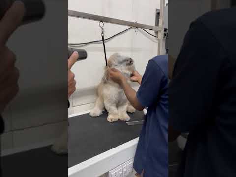 Blow drying The Lhasa Apso #shorts #dog #doglover