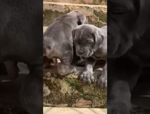 Cute Neapolitan Mastiff Puppies Available. #shorts #doglover #subscribe #bbnaija