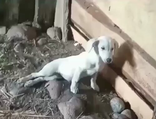 The Little Puppy Dragged Her Hind Legs In Pain To A Stranger's House Begging For Help...