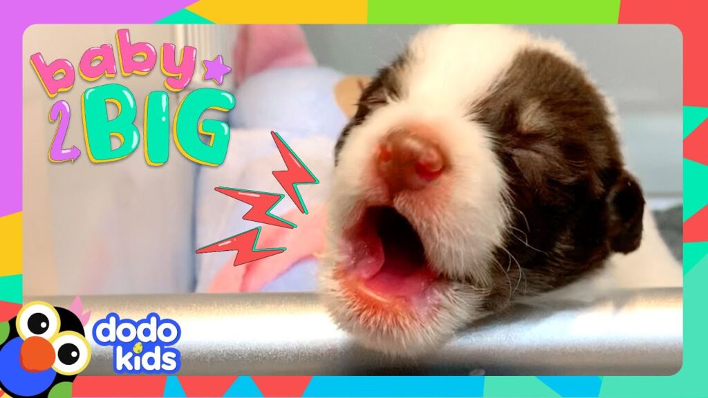 We Have Too Many Puppies!! And We Love Them ALL! | Dodo Kids | Baby2Big We Have Too Many Puppies!! And We Love Them ALL! | Dodo Kids | Baby2Big