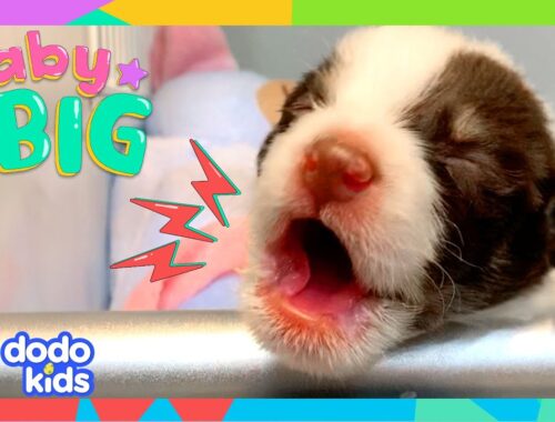 We Have Too Many Puppies!! And We Love Them ALL! | Dodo Kids | Baby2Big