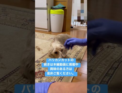 おうちでバリカン／ワイヤーダックス☆ど素人のトリミング☆ 犬トリミングカット