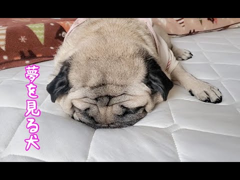 犬が睡眠中に夢を見たらこうなる パグ犬ぷぅ Pug