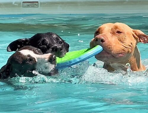 Big Pool Open for Adopted Rescue Dogs