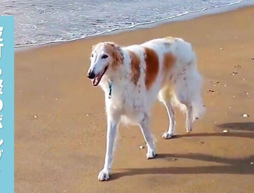 海辺の散歩がだいすき✨ ボルゾイ犬の大切な時間【PECO TV】