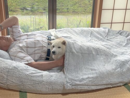 人間用ドッグベッドで寝る犬系じいちゃんを隣で寝かしつけてくれる柴犬