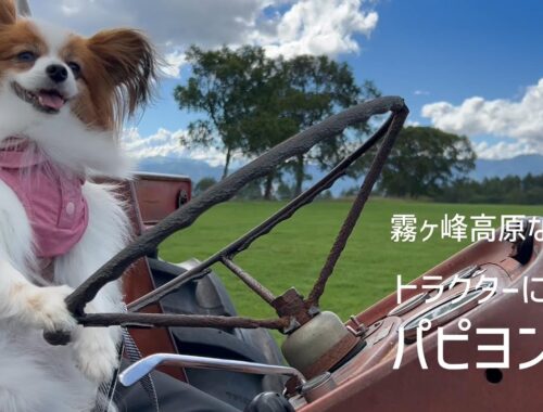 信州高原巡りで得意気にトラクターに乗るパピヨン犬 #92