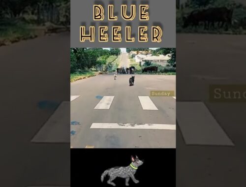 Blue Heeler in Action 🇧🇷[AUSTRALIAN CATTLE DOG]🐕