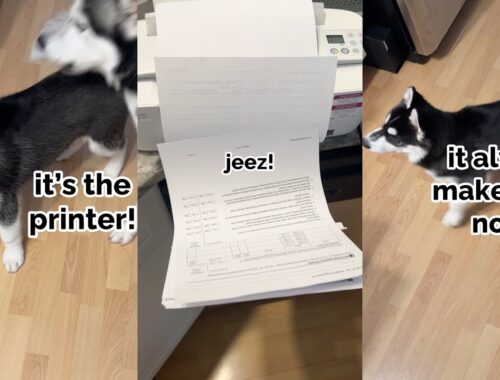 puppy yells at the printer!! This Husky is so funny!