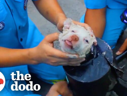 Puppy Stuck In Pipe Waits While Rescuers Cut Around Him | The Dodo