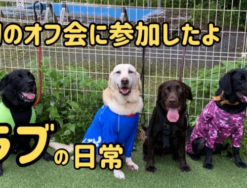 ラブラドールレトリバーと行く『オフ会』　埼玉県飯能市　保護犬　多頭飼い　大型犬
