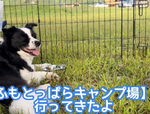 【ふもとっぱら】愛犬と富士山を見に来たはずが… #ボーダーコリー #bordercollie #ふもとっぱら