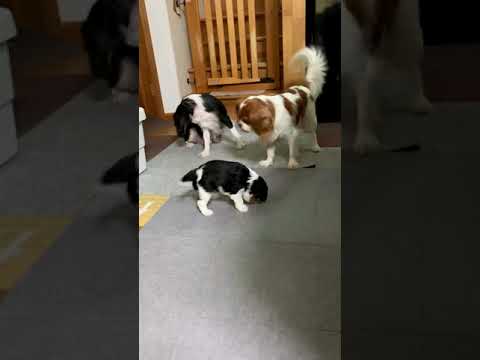 Puppies rolled by mother dog Cavalier King Charles Spaniel puppy 2020.6.18 母犬に転がされるキャバリアの子犬
