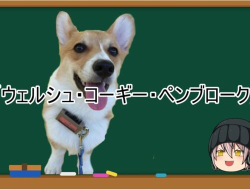 【ゆっくり解説】犬種１５：ウェルシュ・コーギー・ペンブローク